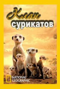 National Geographic. Клан сурикатов